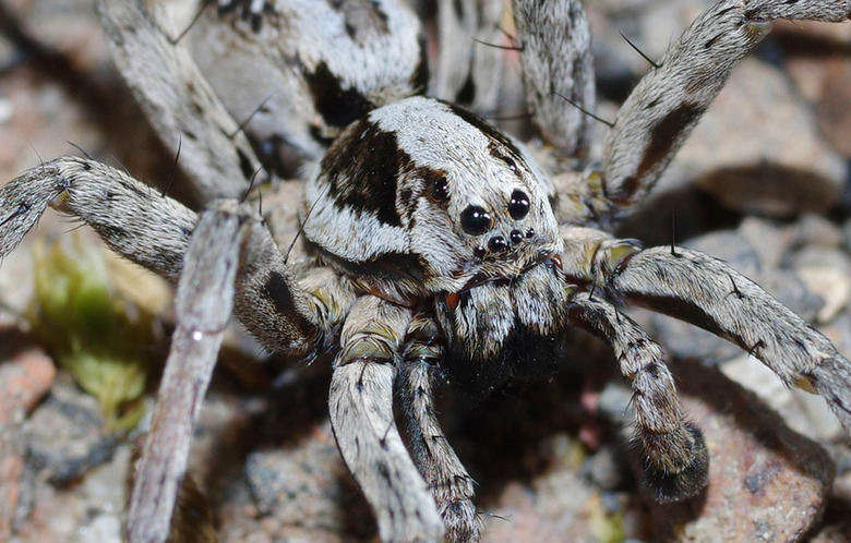spider