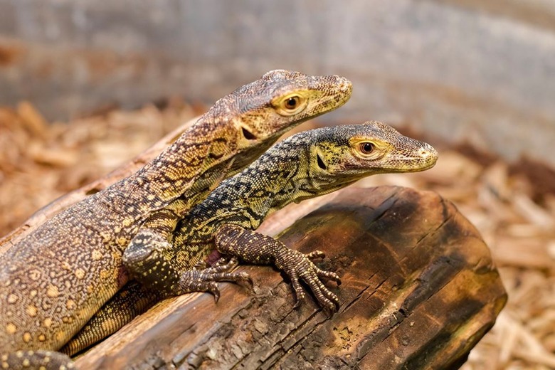 komodo dragons