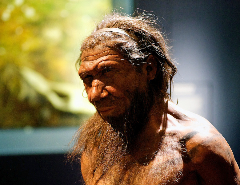 neanderthal
