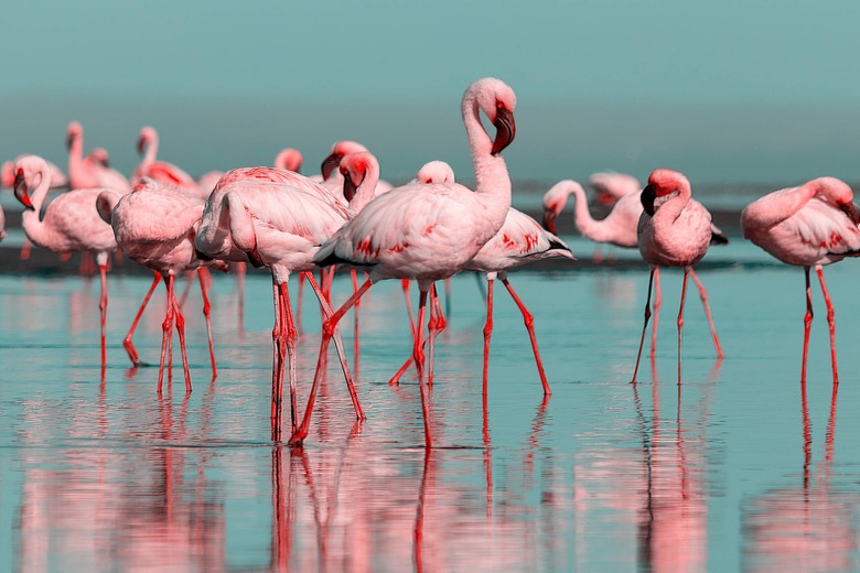 flamingos in the water