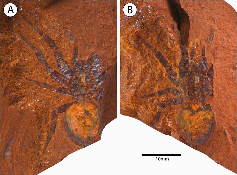 ancient fossil spider