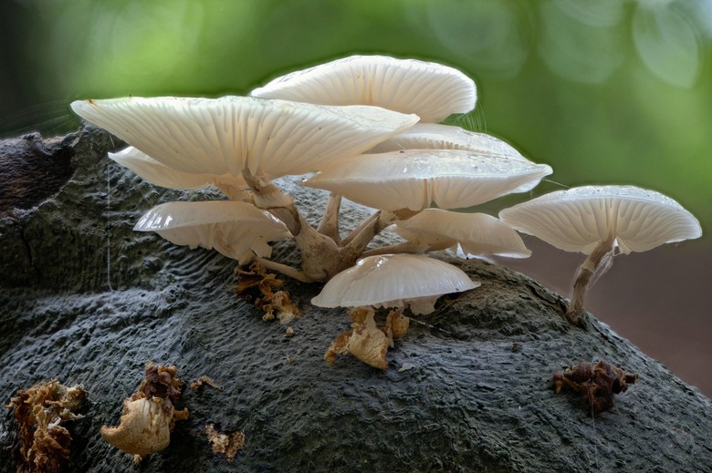 VARIOUS