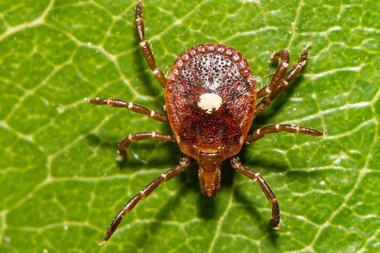 lone star tick on a leaf