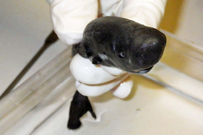 Front-view-pocket-shark533