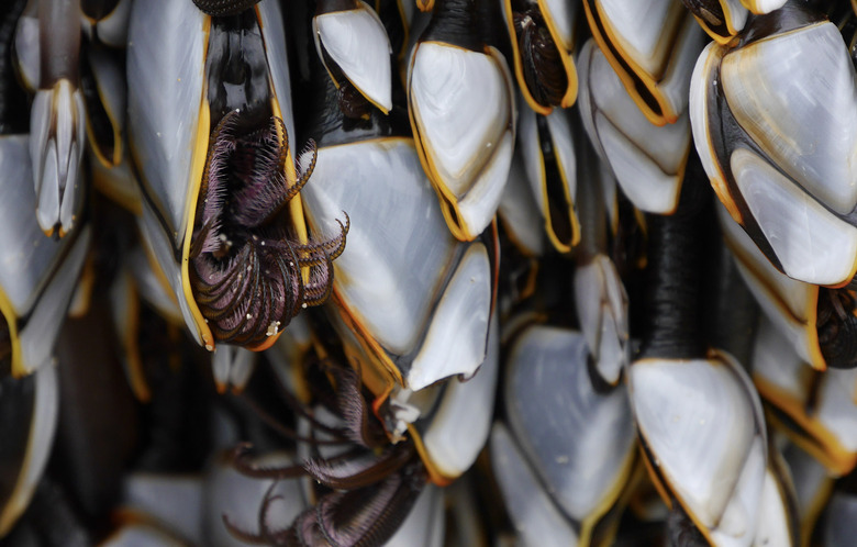 gooseneck barnacles