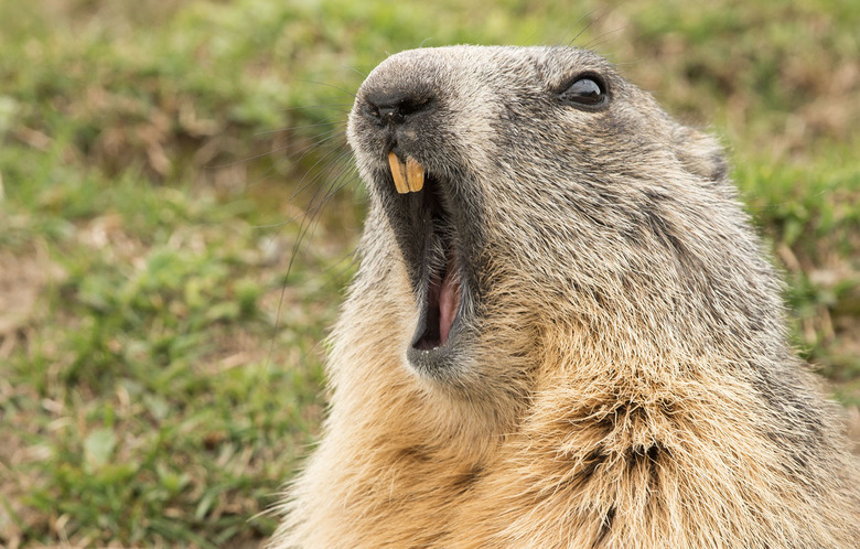groundhog