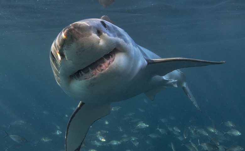 Great White Shark
