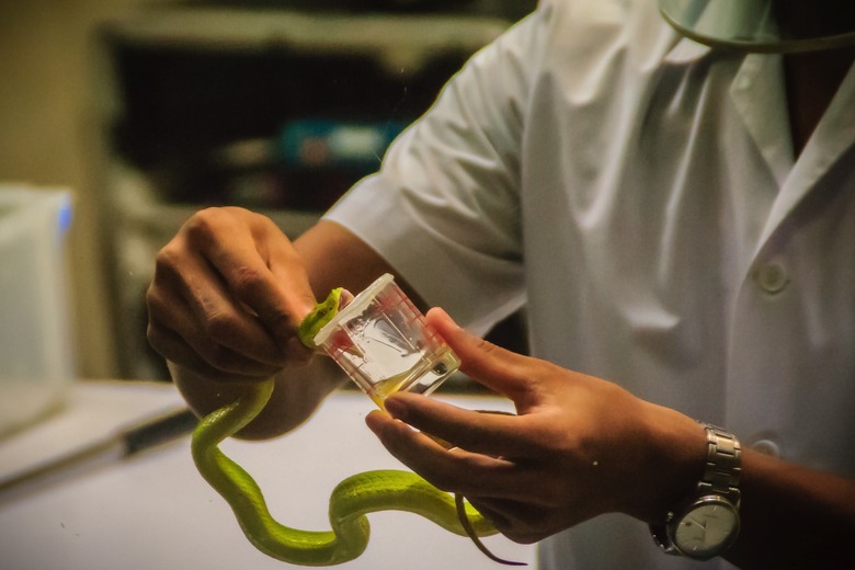 Green Pit Viper Venom