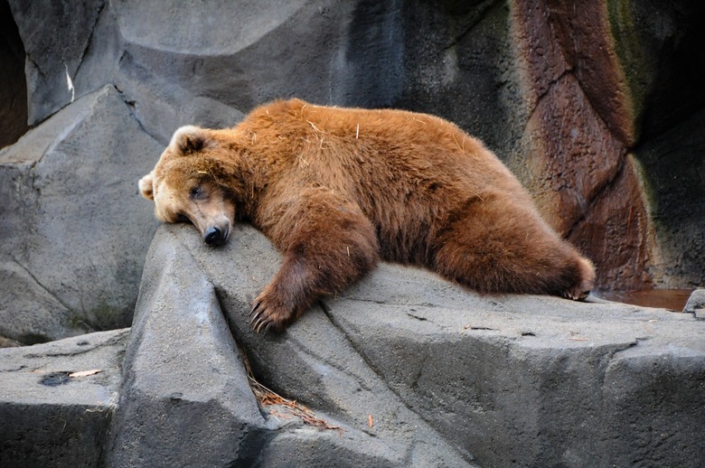 Hibernating Bear