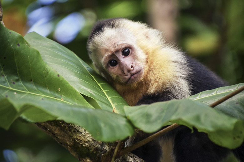 capuchin monkey