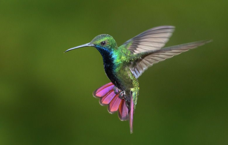 hummingbird