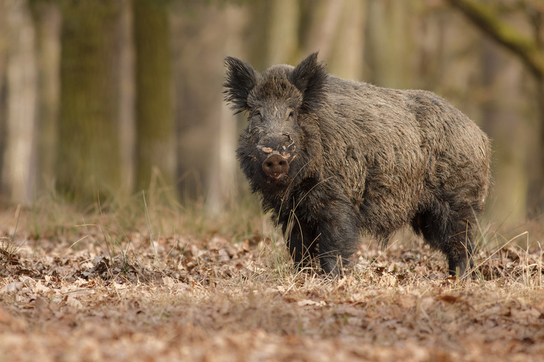 wild super pig boars