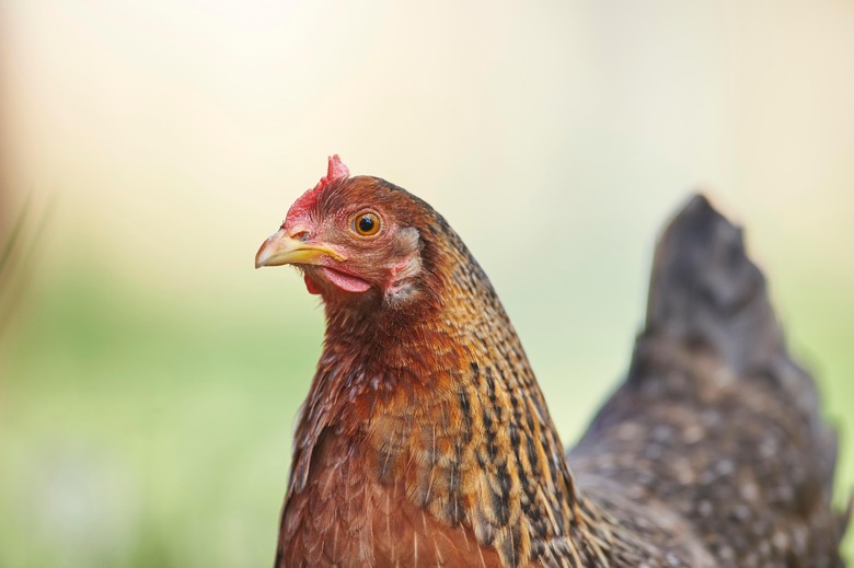 chicken bird salmonella