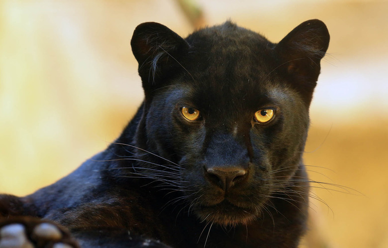 black leopard