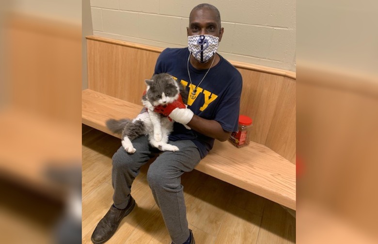 rescued cat