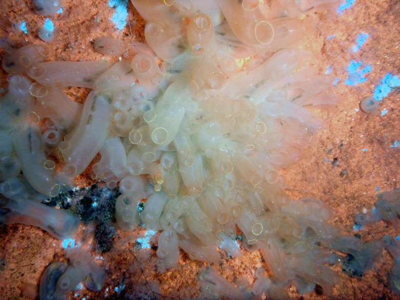 vase-tunicate