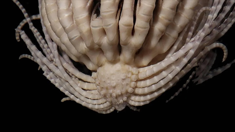 antarctic-strawberry-feather-star