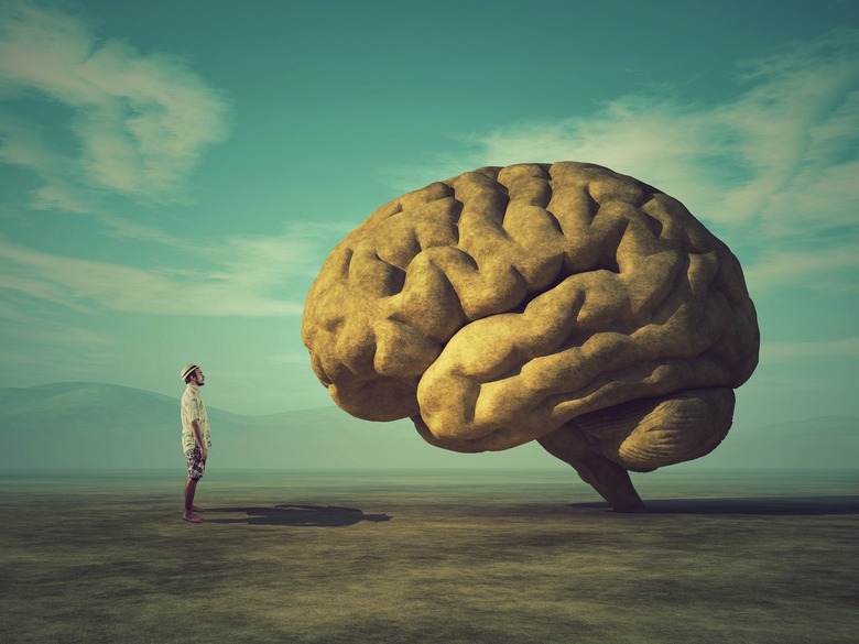 Human brain