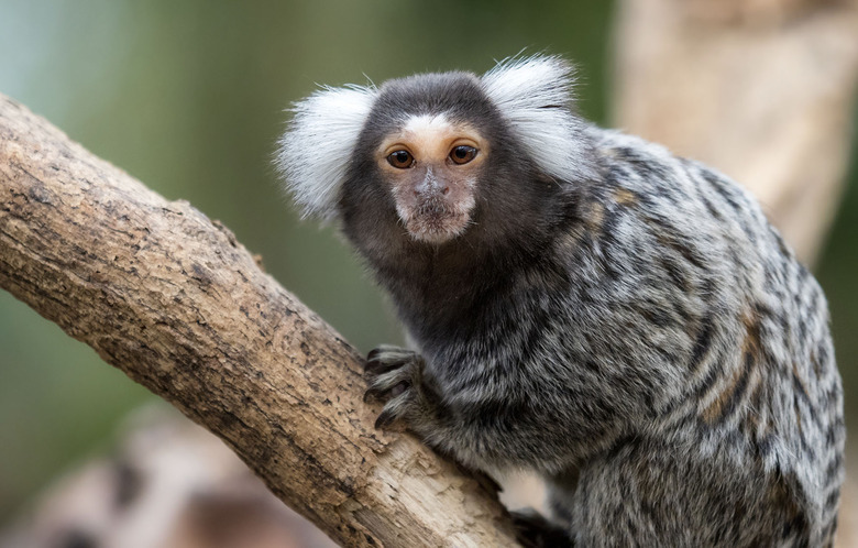 marmoset