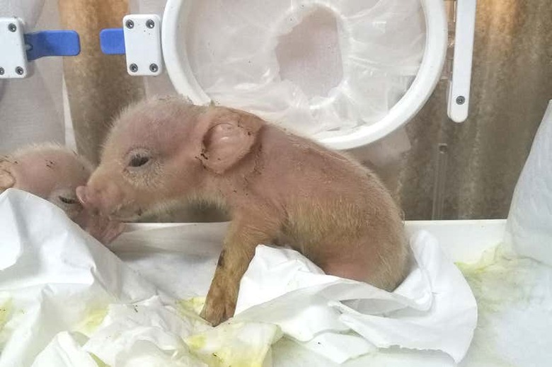 pig-monkey-chimera-1