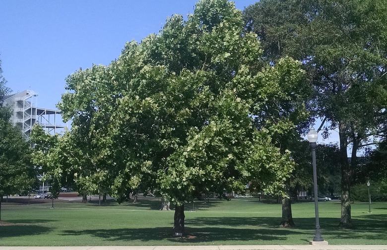 moon tree