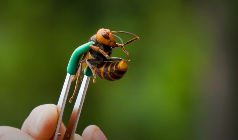 murder-hornet