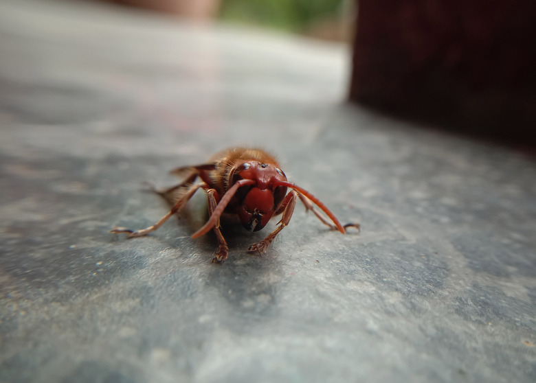 murder hornet's new name is northern giant hornet