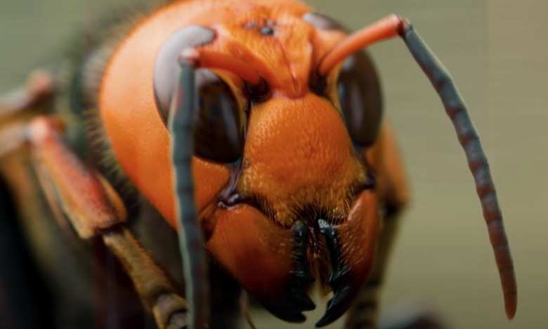 murder-hornet-photo-closeup