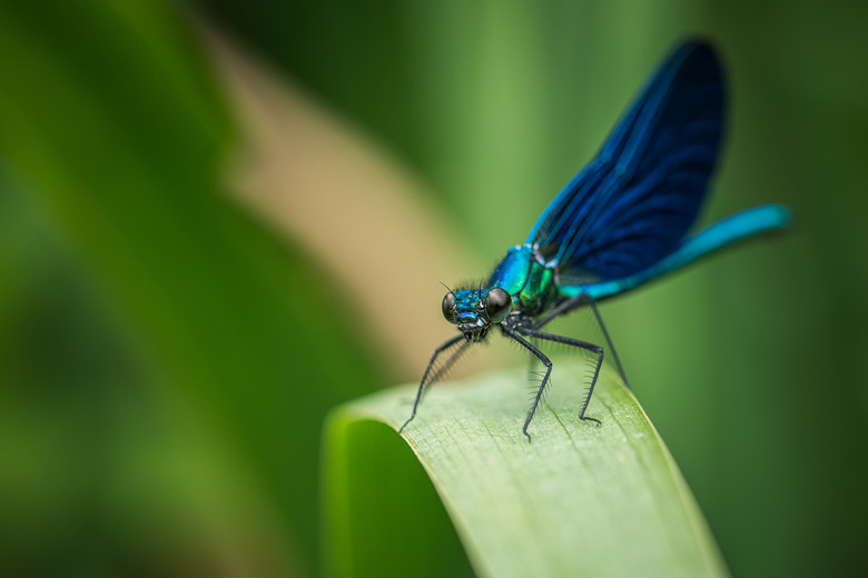 dragonfly sitting on grass