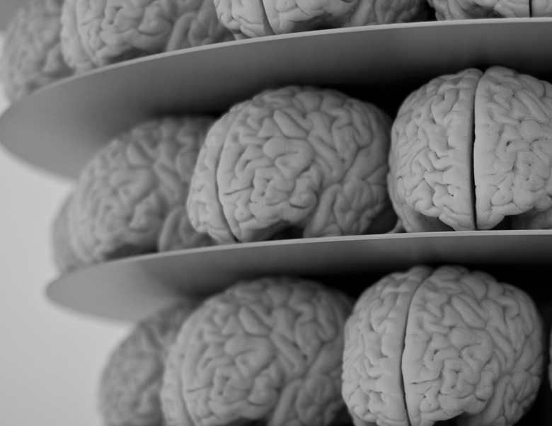brain