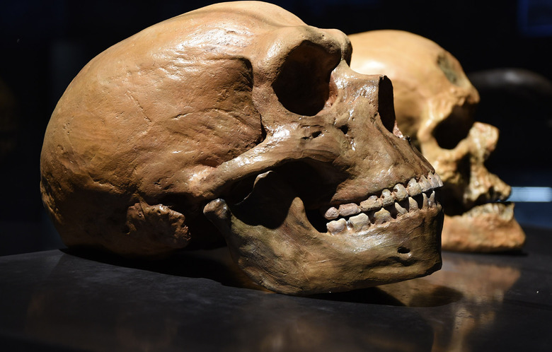 neanderthal