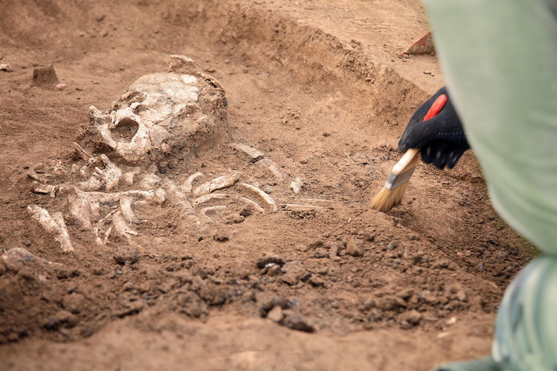 origin of mankind may be found in fossils
