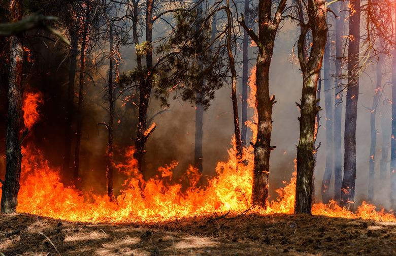 wildfire
