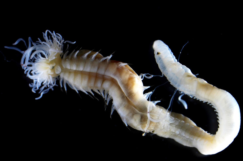 newly discovered demon fire worms