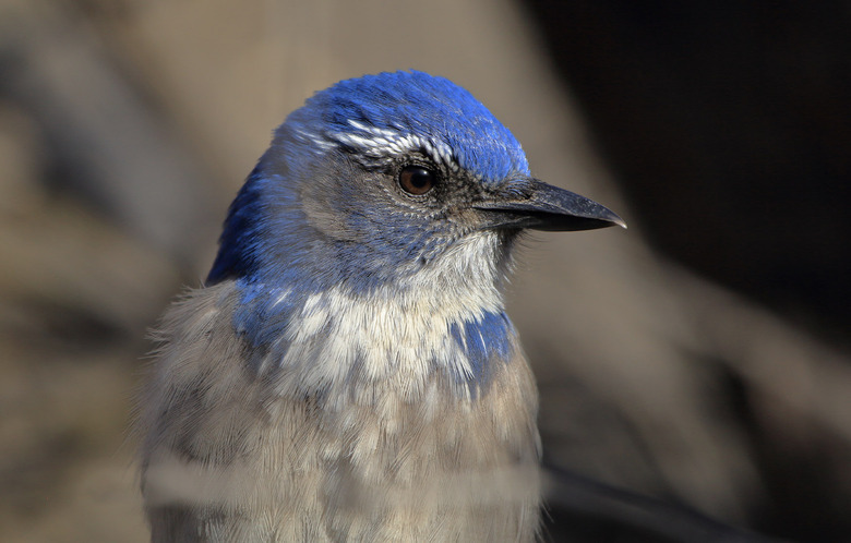 scrub jay bird