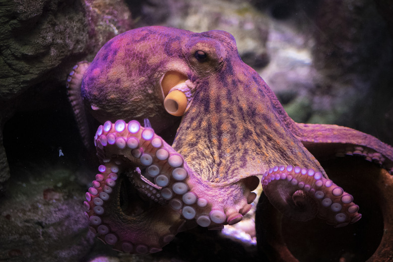 octopus in aquarium