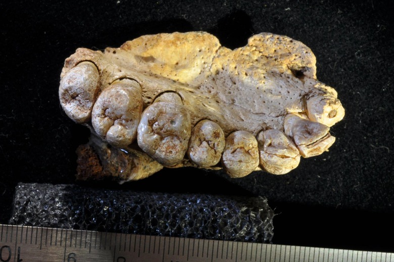 human fossil