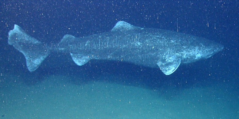 greenland shark photo