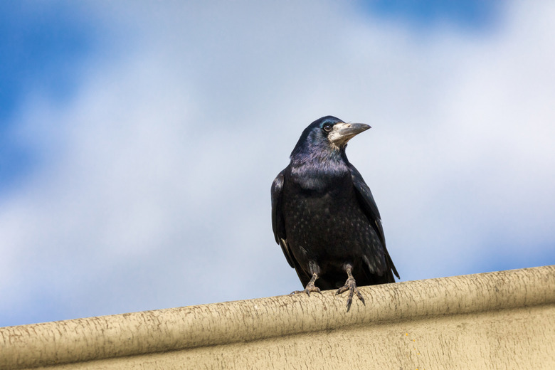 shutterstock_1069273430