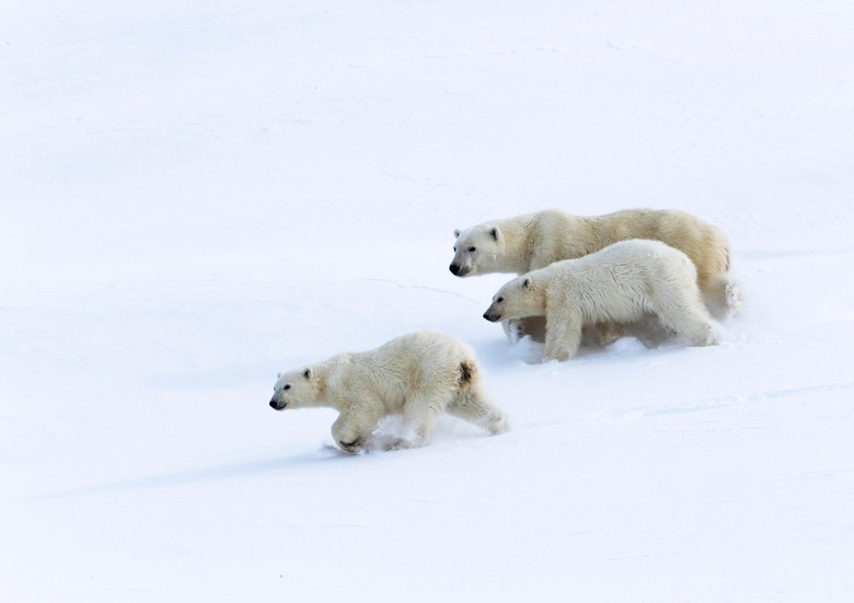 polar bears russia