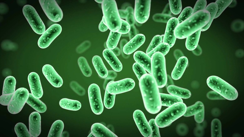 bacteria