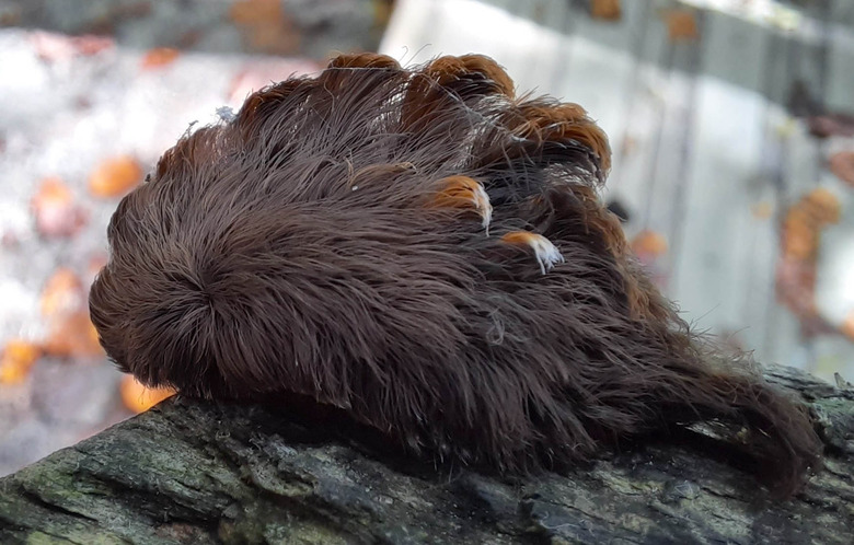 puss caterpillar