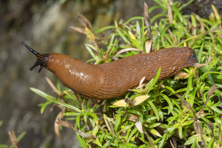 slug