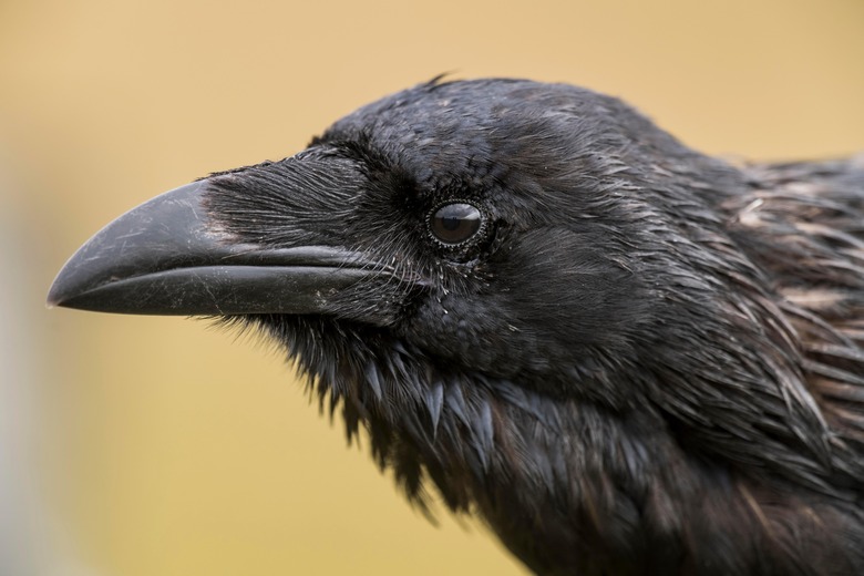 raven