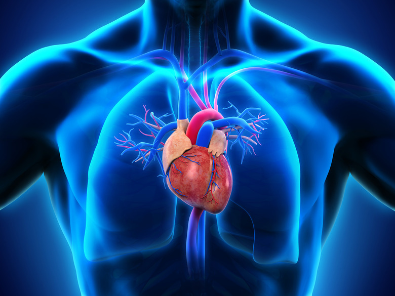 human heart diagram