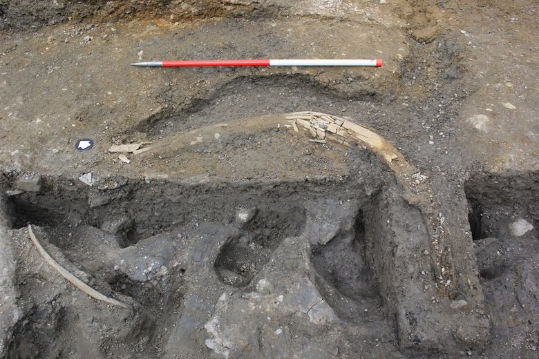 Mammoth tusk exposed in sediment