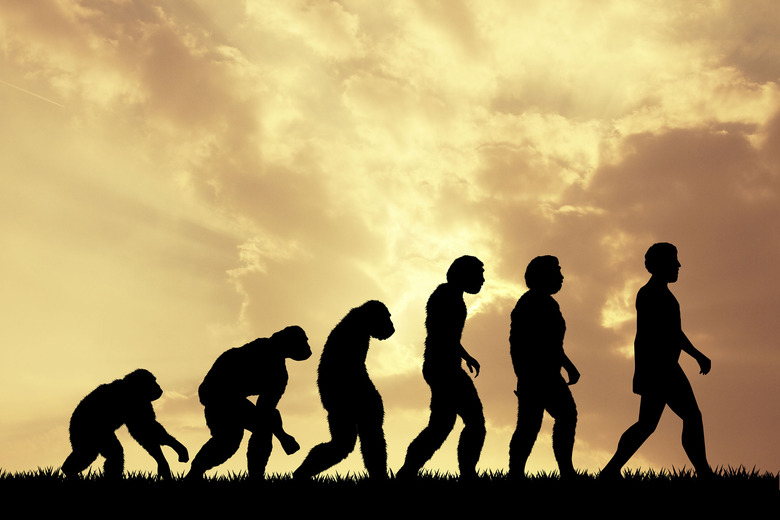 evolution of mankind