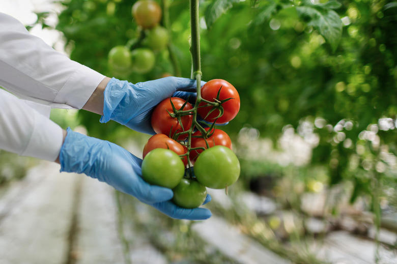 Food scientist showing tomatoes in a greenhouse