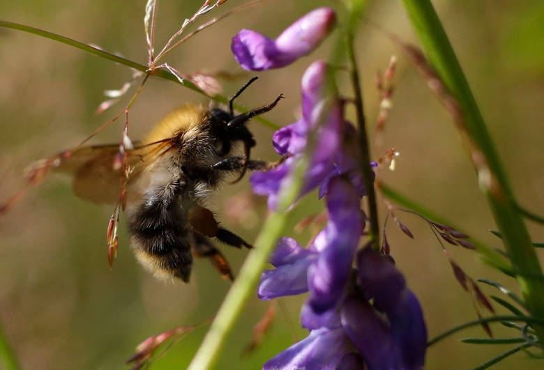 bumblebee on flower