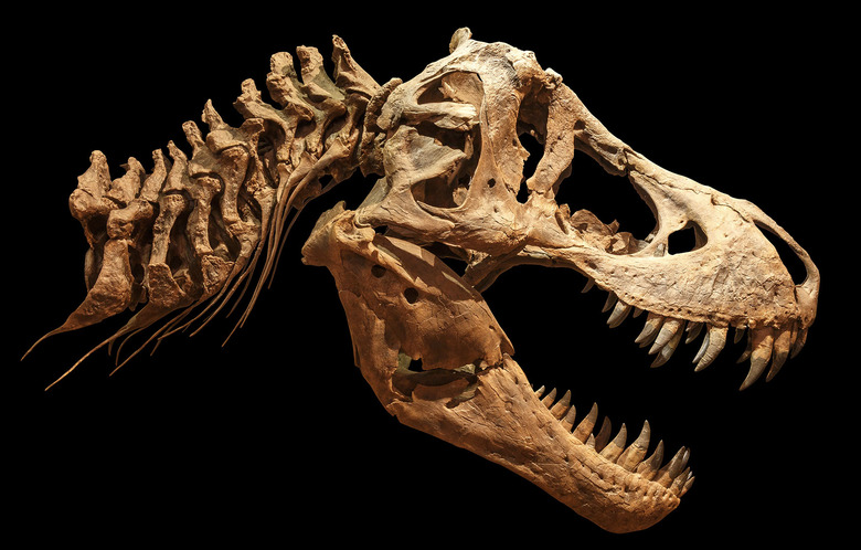 tyrannosaur fossil